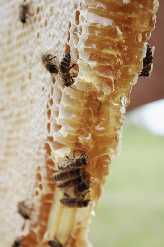Un miel naturel et 100% pur sera vendu près de Dieppe